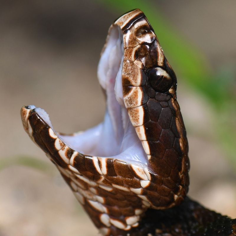 Florida Cottonmouth (Water Moccasin)