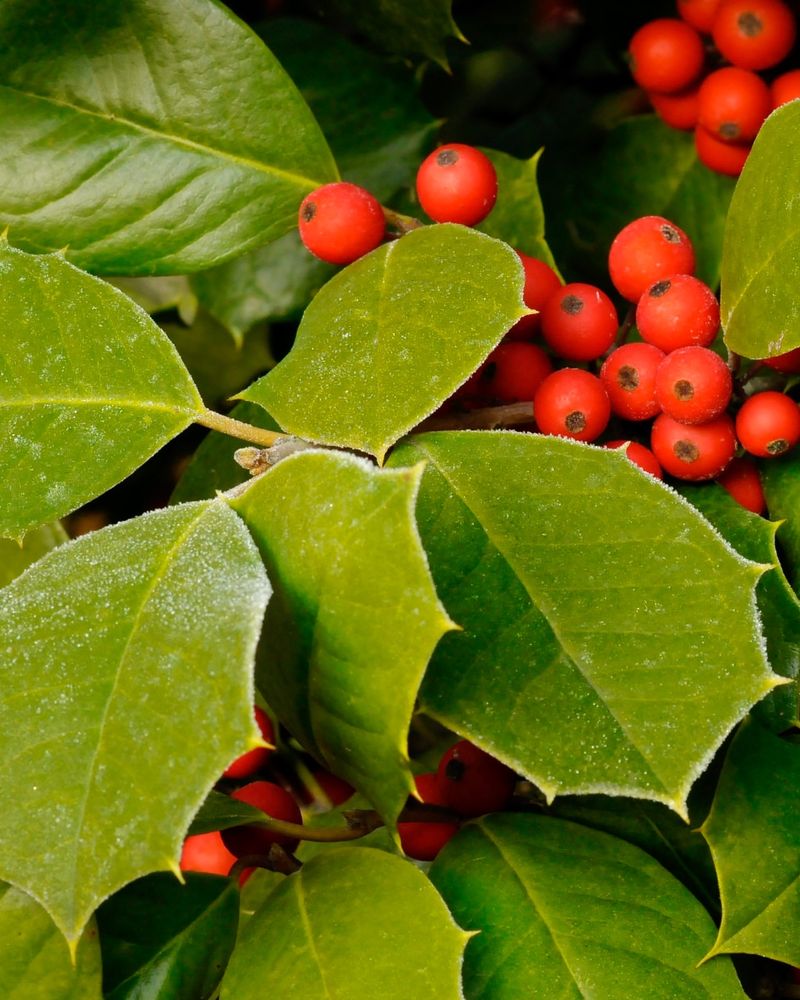 American Holly