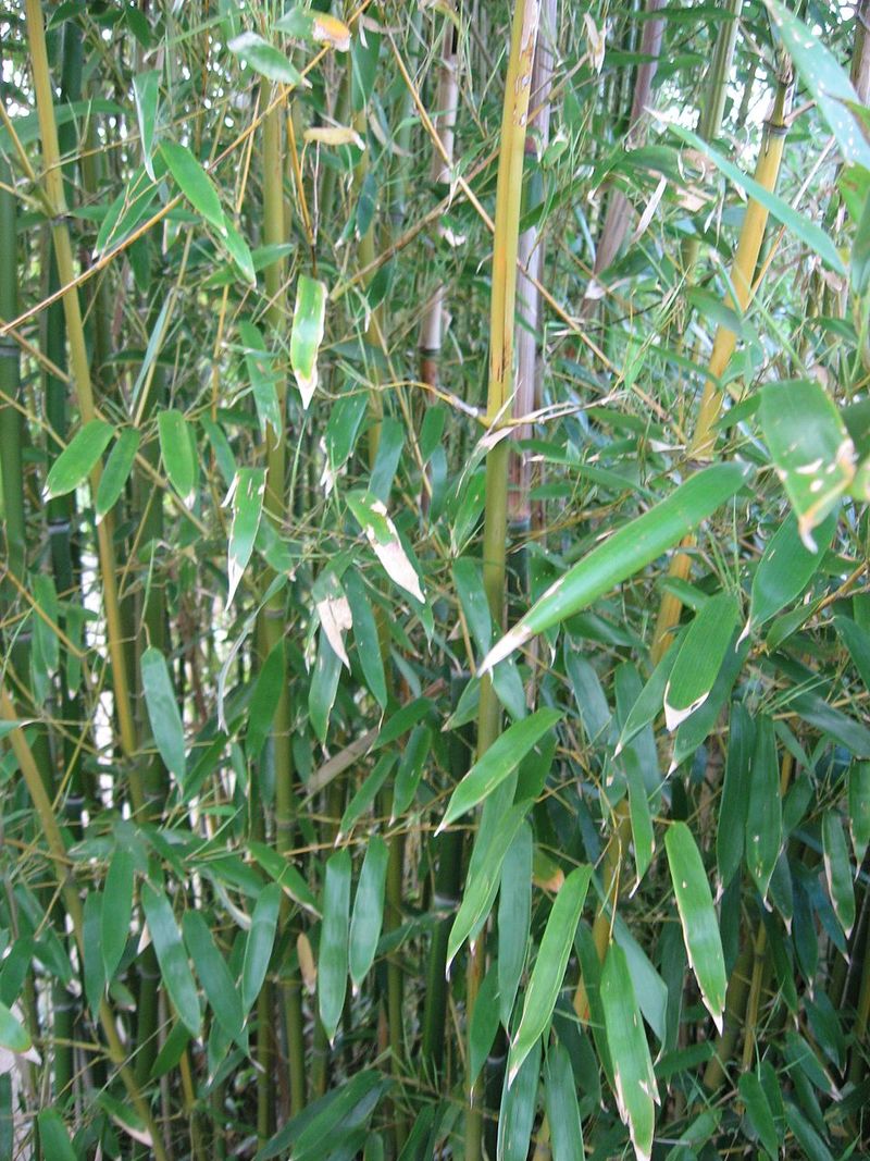 Bamboo (Running Varieties)
