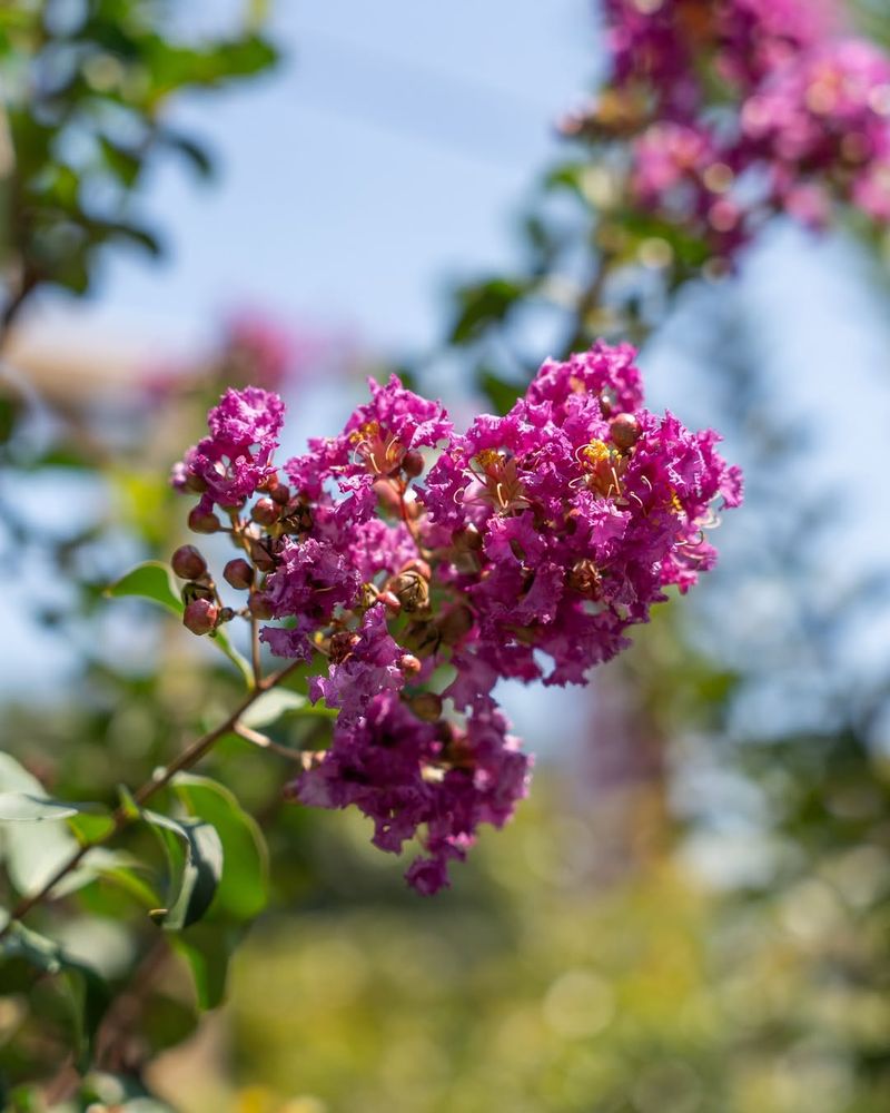 Crape Myrtle (Lagerstroemia indica)