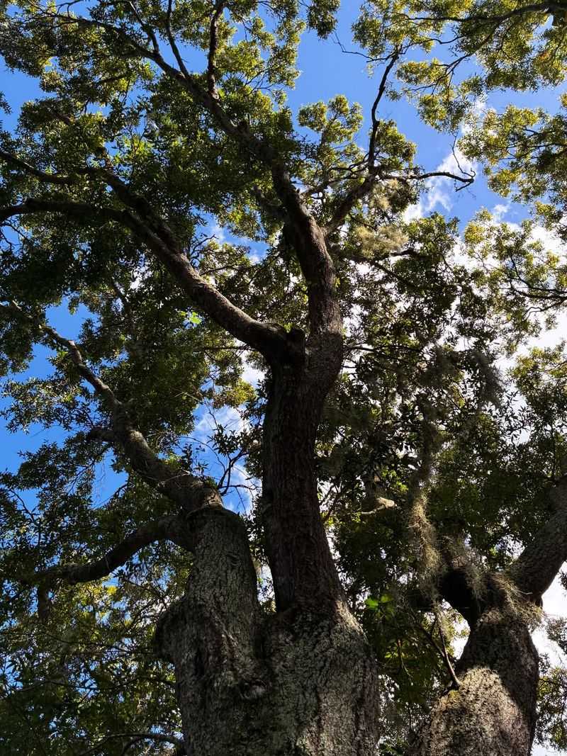 Laurel Oak Builds Quick Canopy Coverage