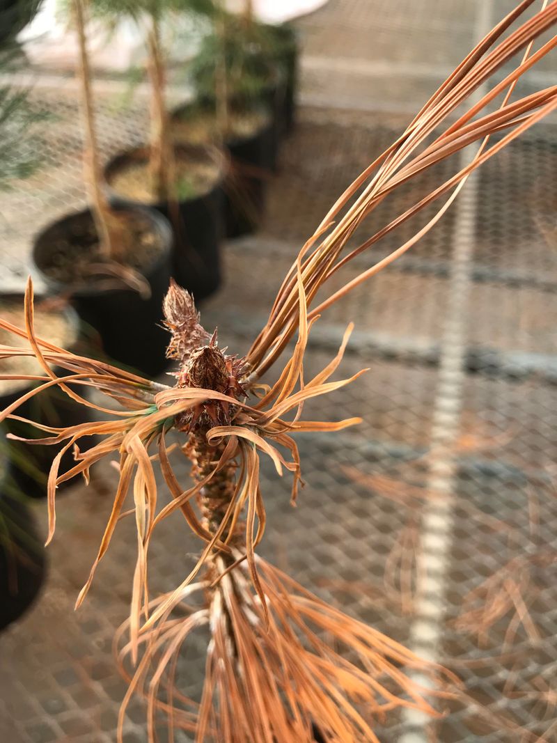 Drought Stress And Water Shortages