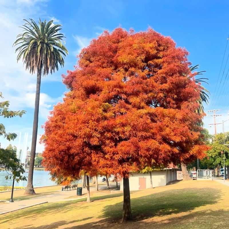 Bald Cypress Thrives Even In Wet Florida Soil