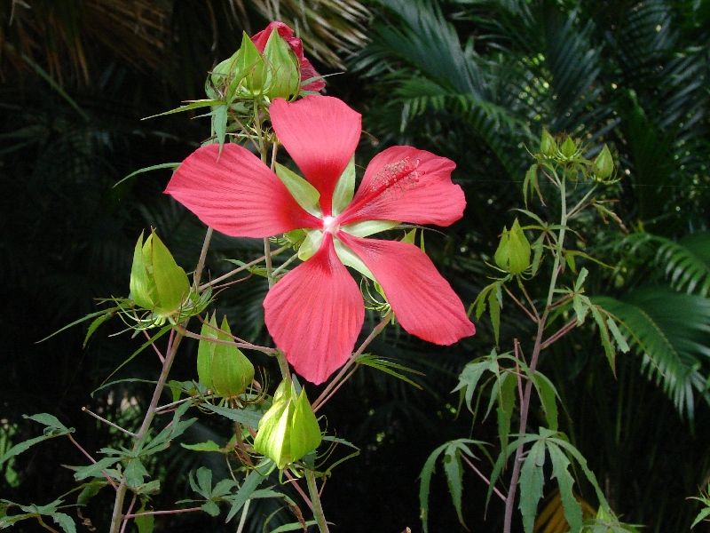 Native Hibiscus (Hibiscus coccineus / Hibiscus grandiflorus)