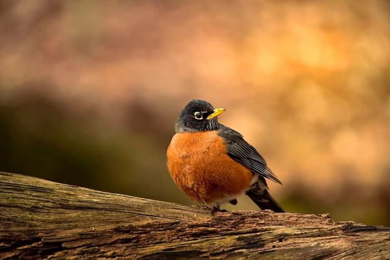 Why You Rarely See Robins In Winter Even When They’re Nearby