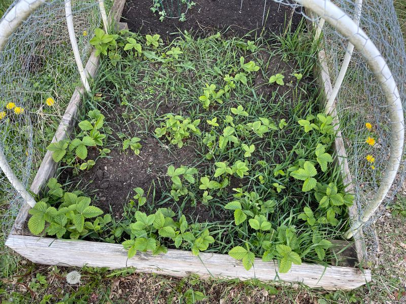 Control Weeds Without Chemicals