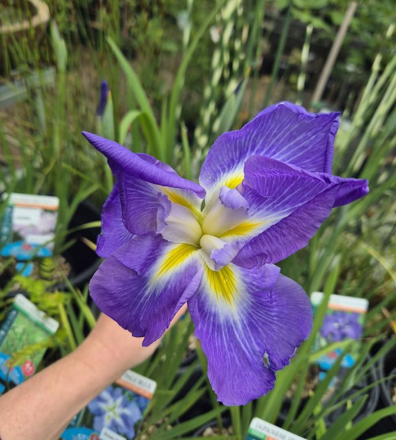 Plant At The Correct Depth