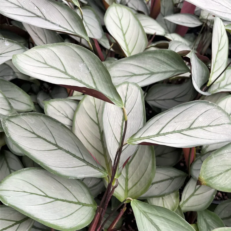 Ctenanthe Setosa (Grey Star)