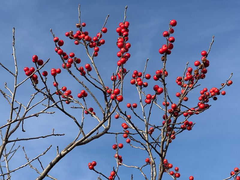 Winterberry Holly