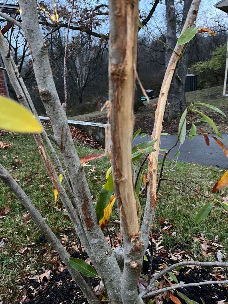 Sweetbay Magnolia Suffers From Cold Damage In Ohio Winters
