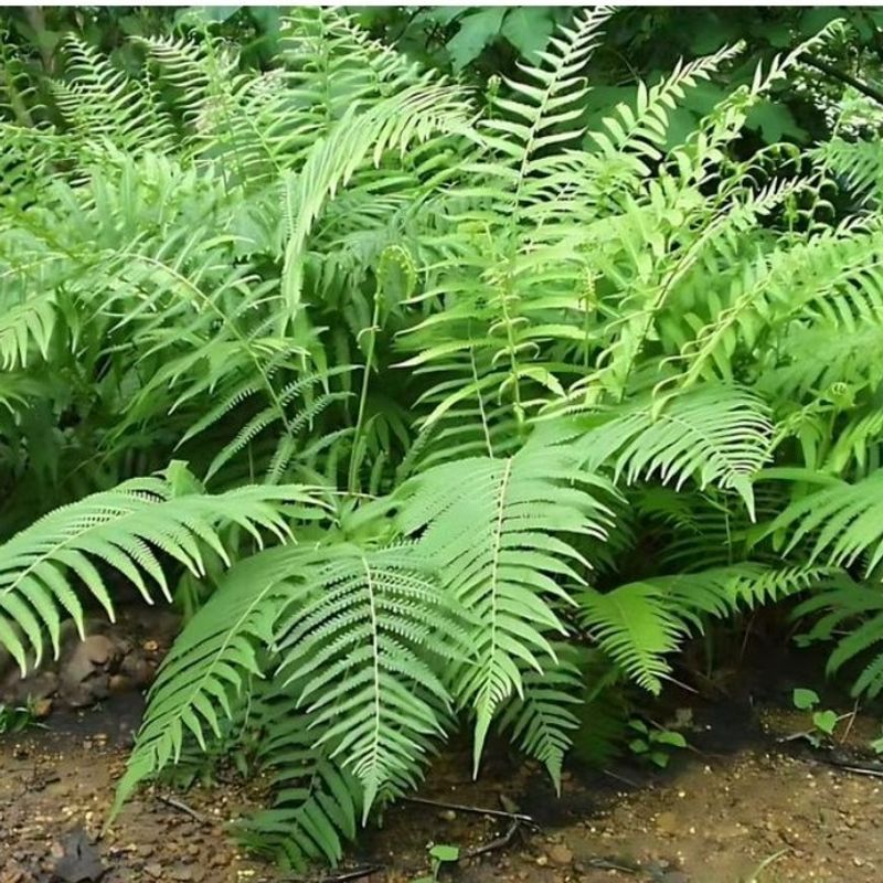 Southern Shield Fern