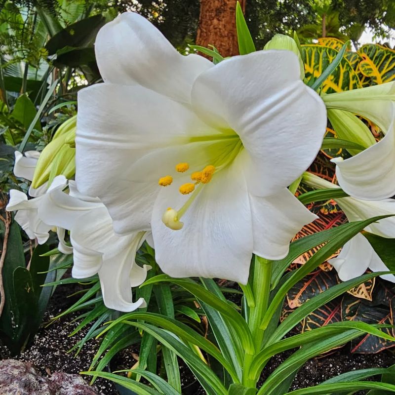 Easter Lily (Lilium longiflorum)