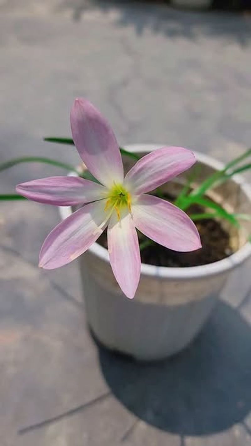Rain Lily