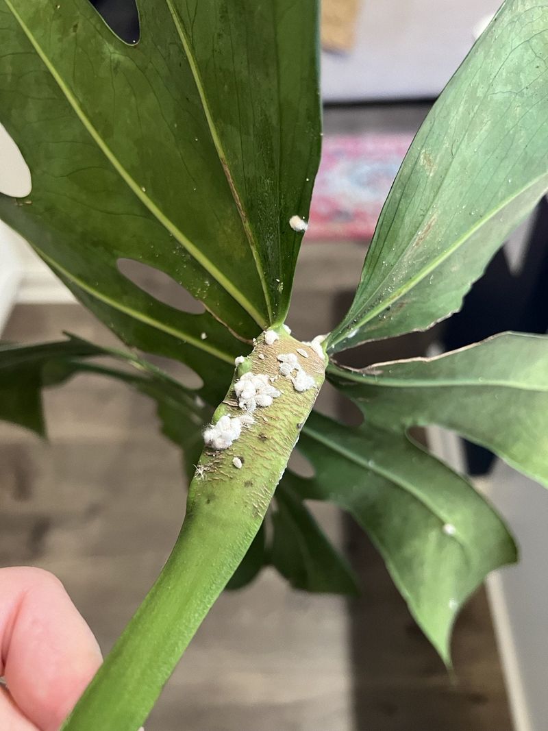 Mealybugs