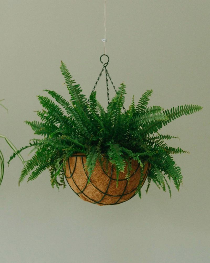 Boston Fern