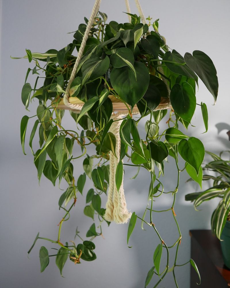Philodendron
