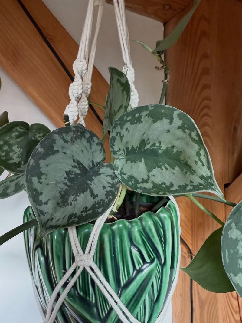 Satin Pothos