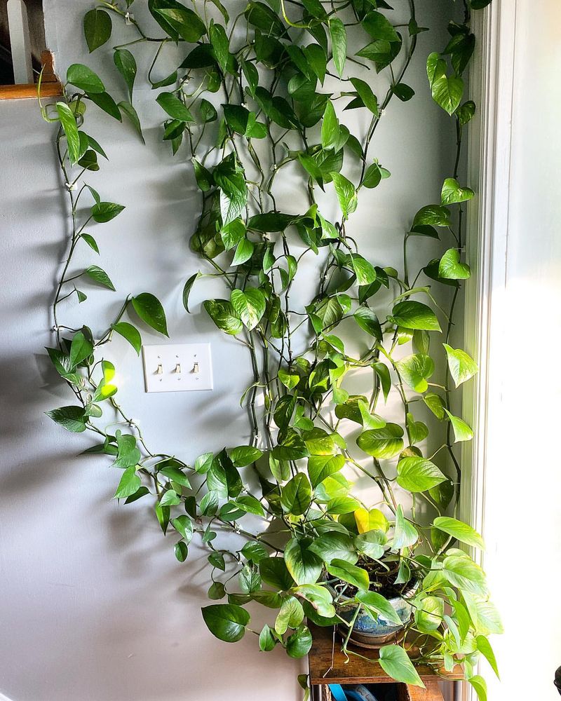 Golden Pothos