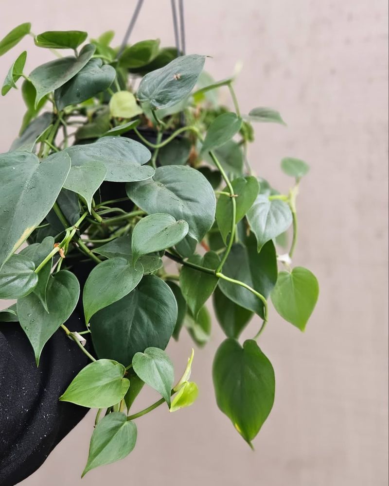 Heartleaf Philodendron