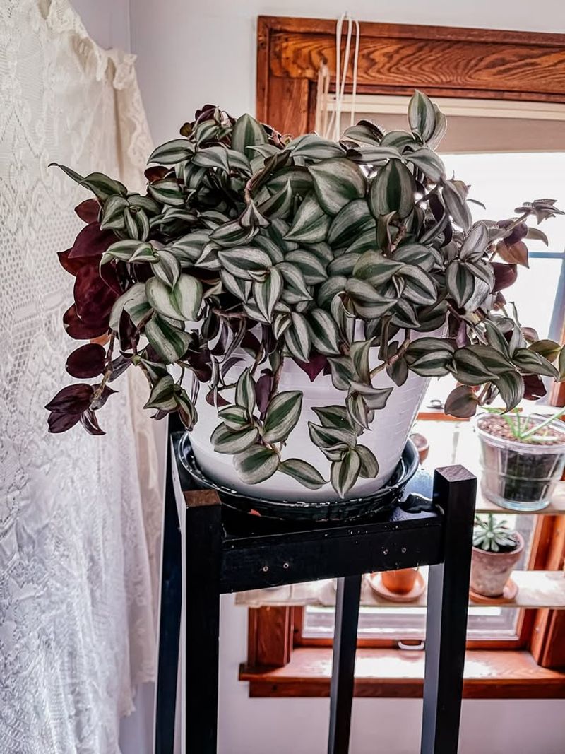 Tradescantia Zebrina