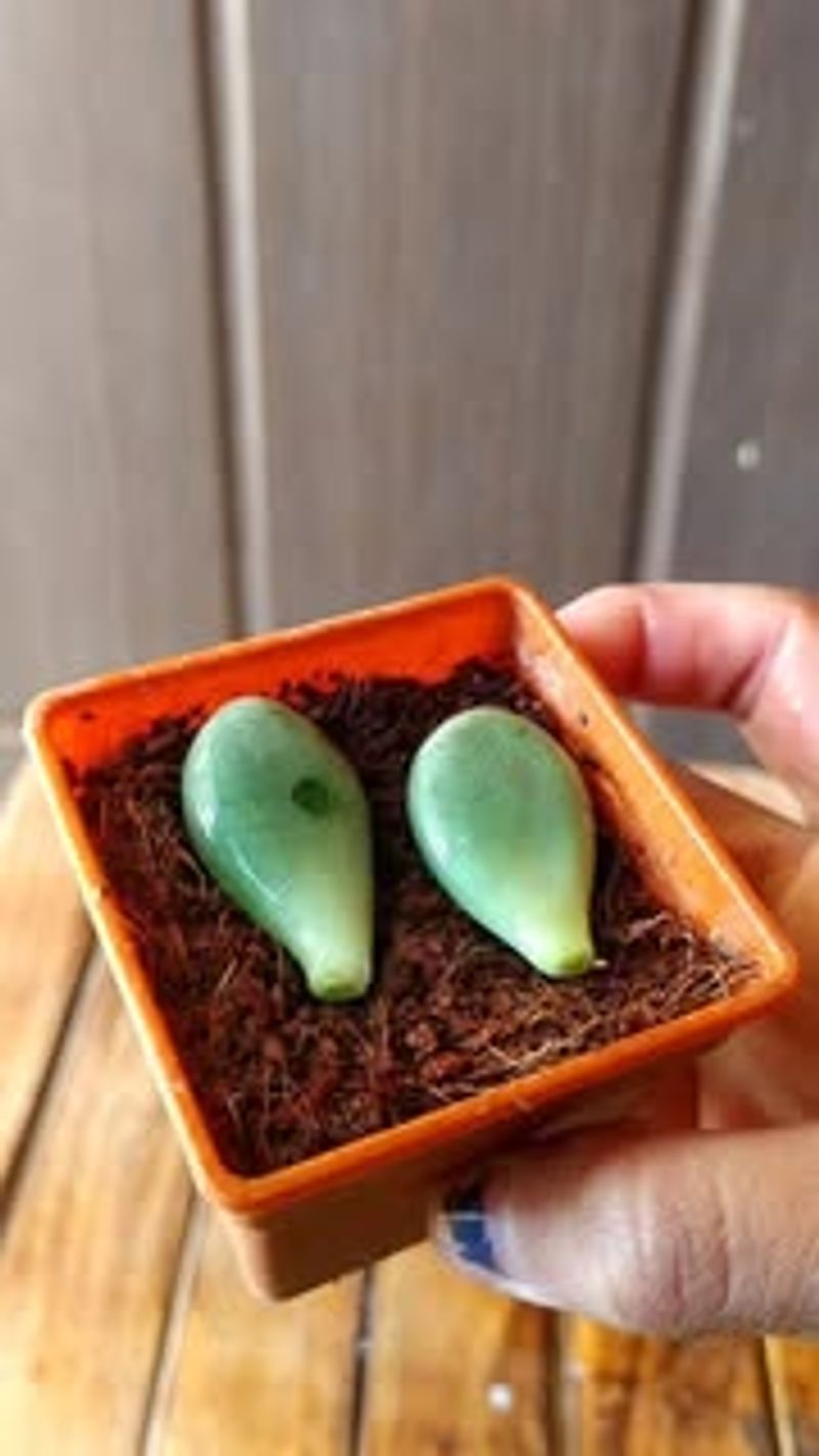 Succulent Leaf Propagation