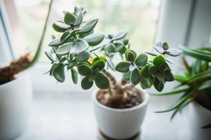 Jade Plant (Crassula Ovata)