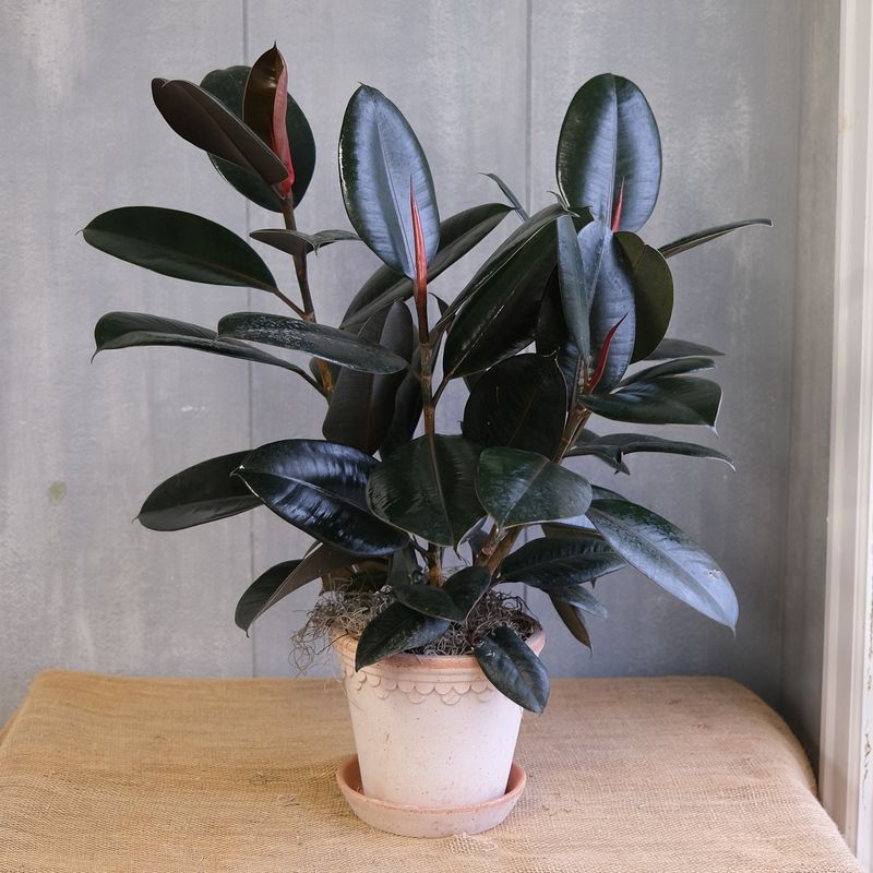Rubber Plant (Ficus Elastica)