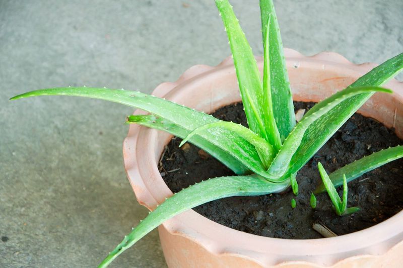Aloe Vera