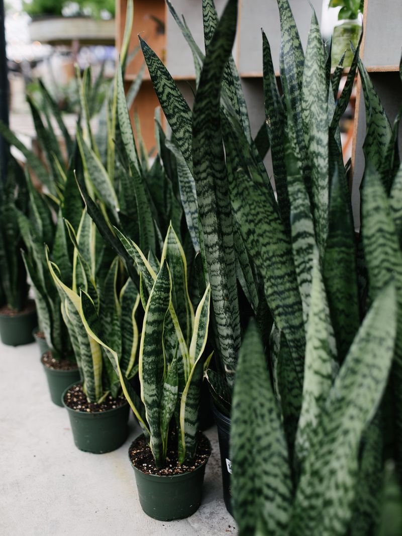 Snake Plant (Sansevieria Trifasciata)