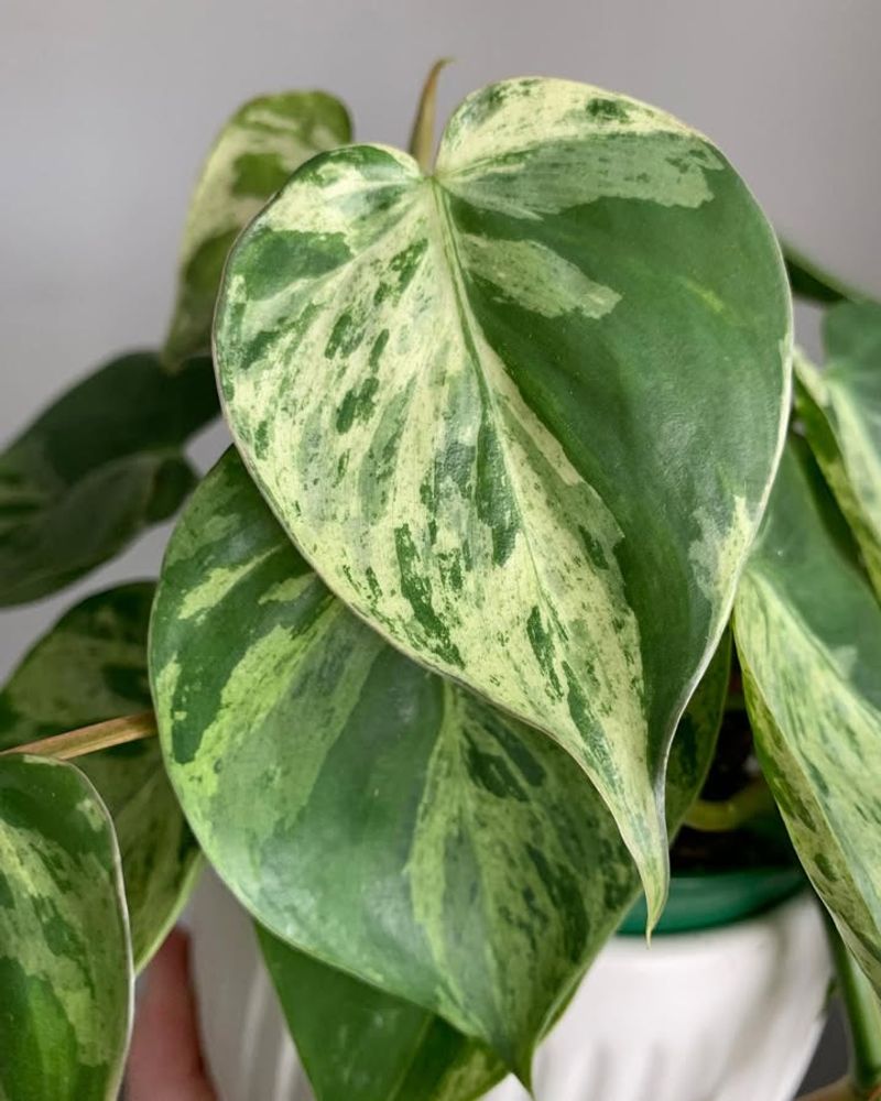 Philodendron (Heartleaf Types)