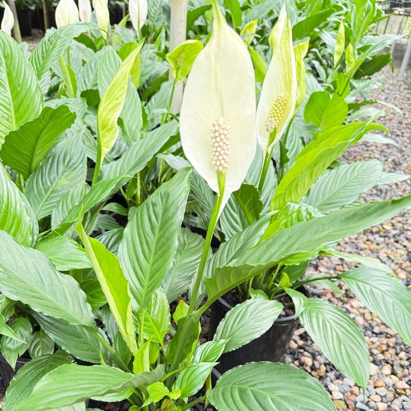 Peace Lily (Spathiphyllum)