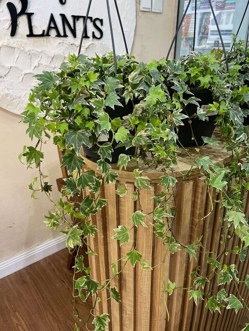 English Ivy (Hedera Helix — Indoor Use Only)