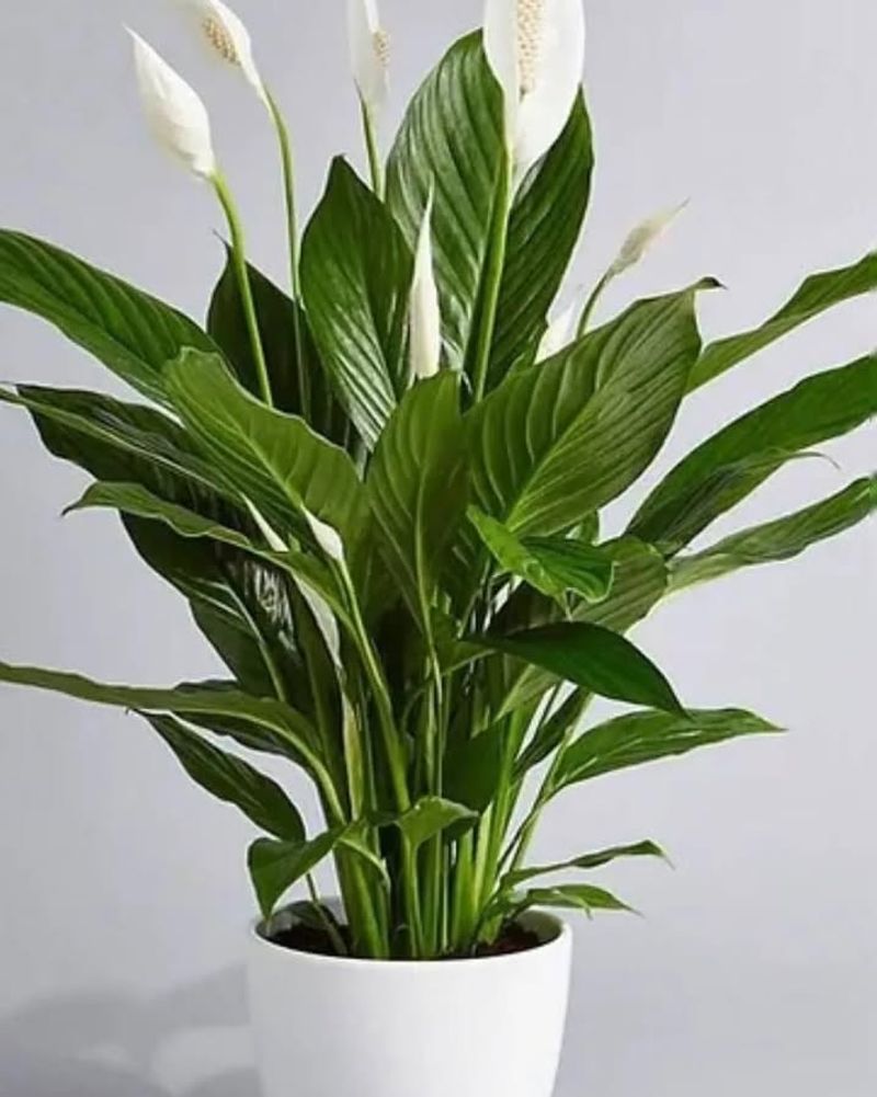 Peace Lily (Spathiphyllum)