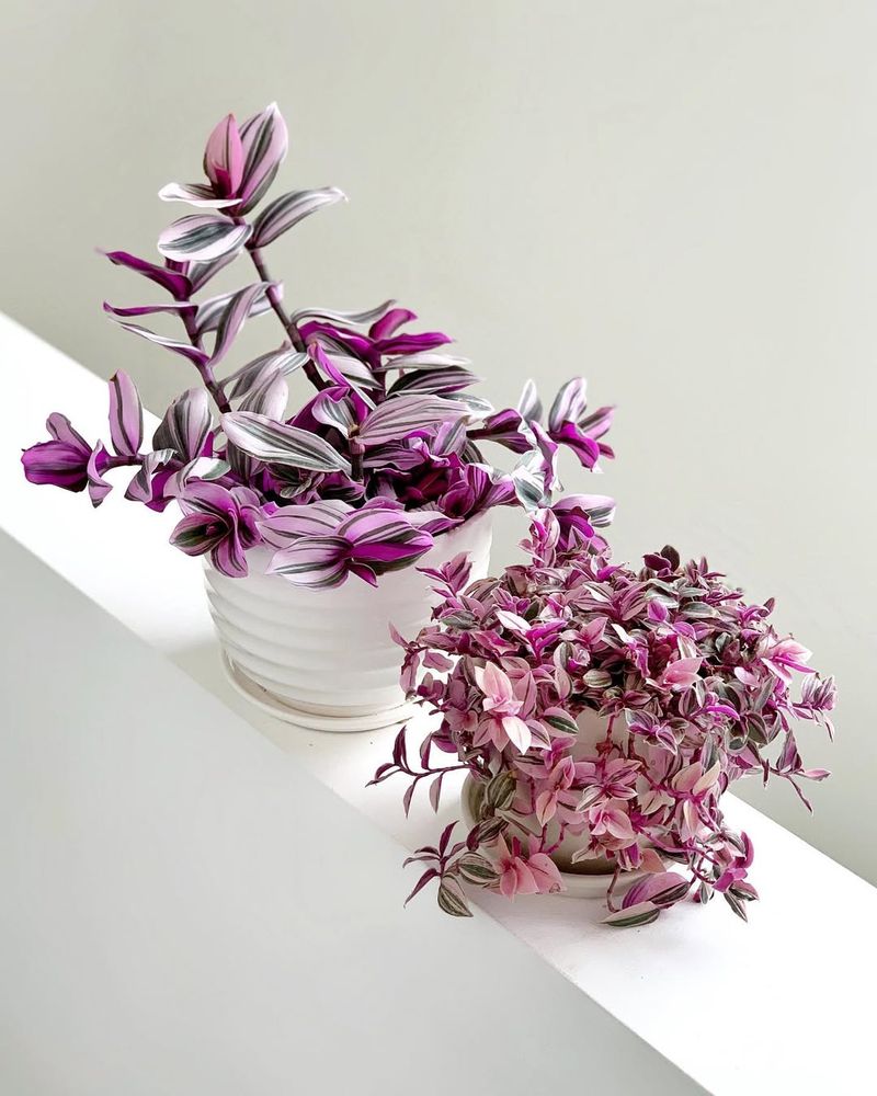 Tradescantia (Wandering Jew)
