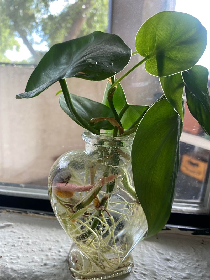 Philodendron Heartleaf (Philodendron hederaceum)