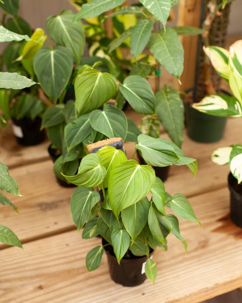 Philodendron For Flexible Light Conditions