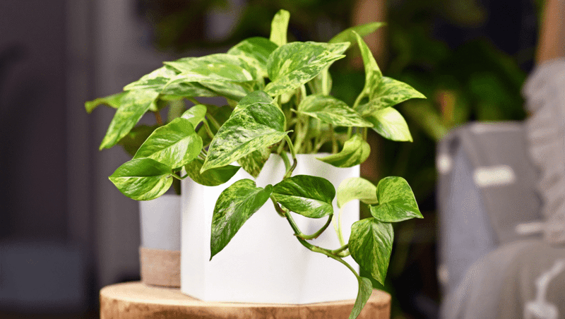 Pothos For Gentle Calm And Visual Softness