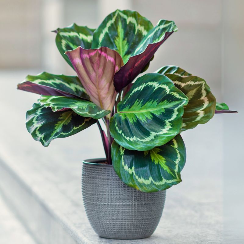Calathea Varieties For Bold, Non-Toxic Foliage