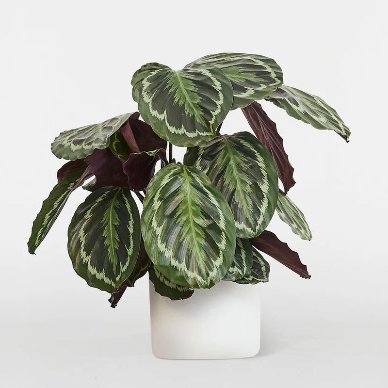 Calathea Varieties For Stylish, Non-Toxic Foliage