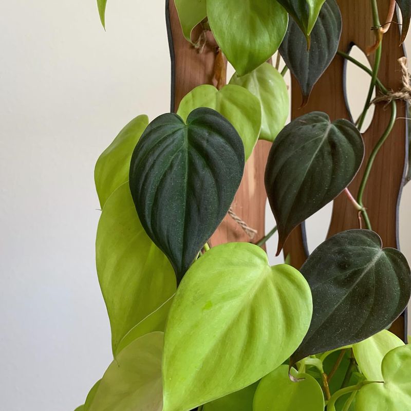 Philodendron Cuttings That Root Quickly