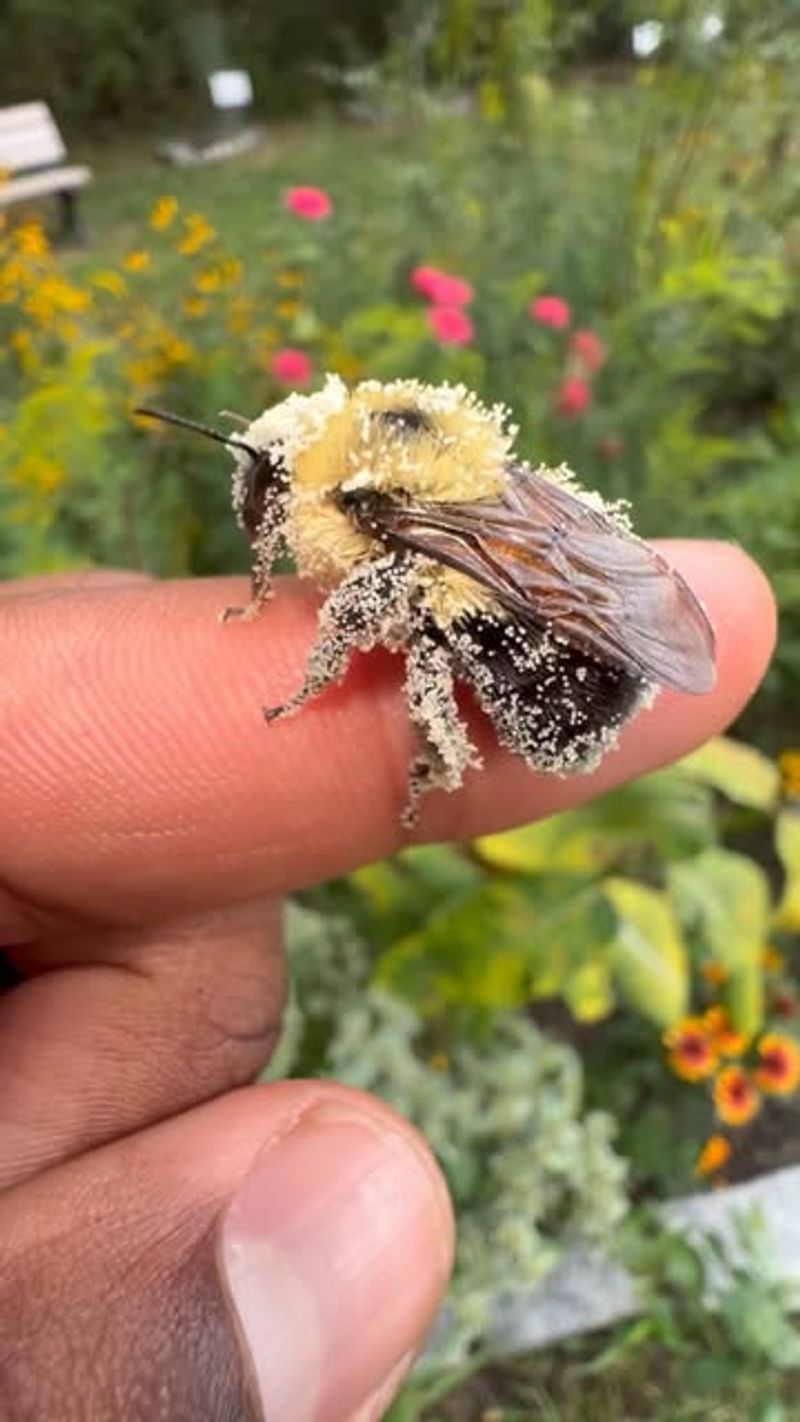 Native Bees That Keep Flowers And Crops Producing