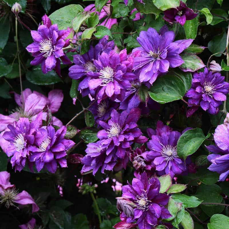 Clematis (Perennial Varieties) For Vertical Purple Impact