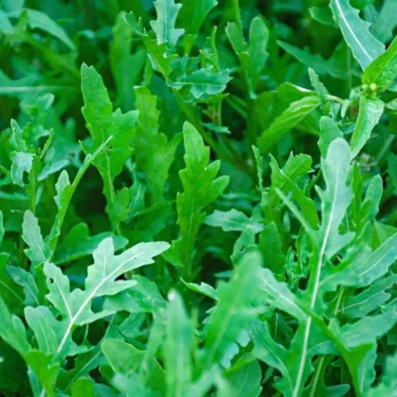 Arugula