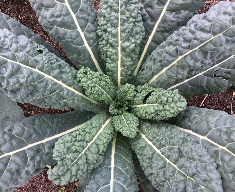 Kale & Mustard Greens