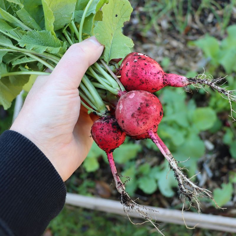 Radishes