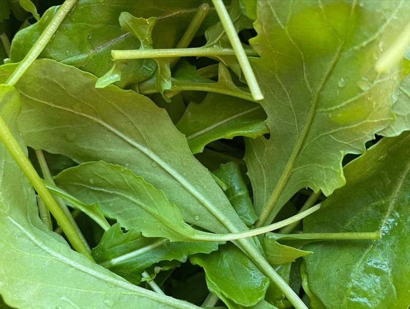 Arugula