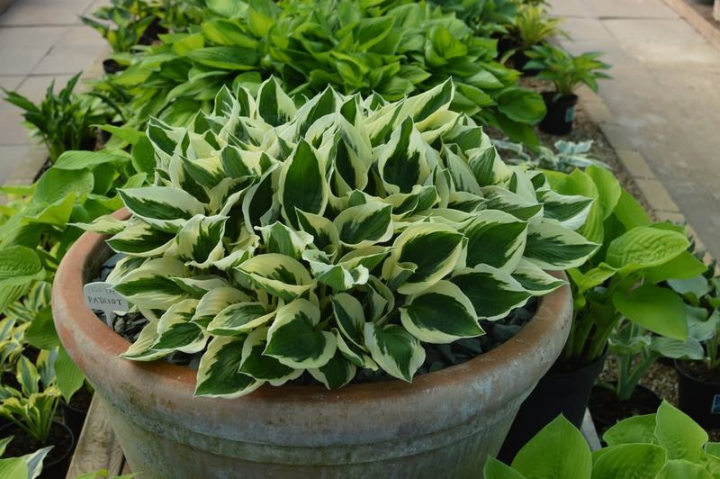 Hostas (Edible Shoots And Garden Beds Nearby)