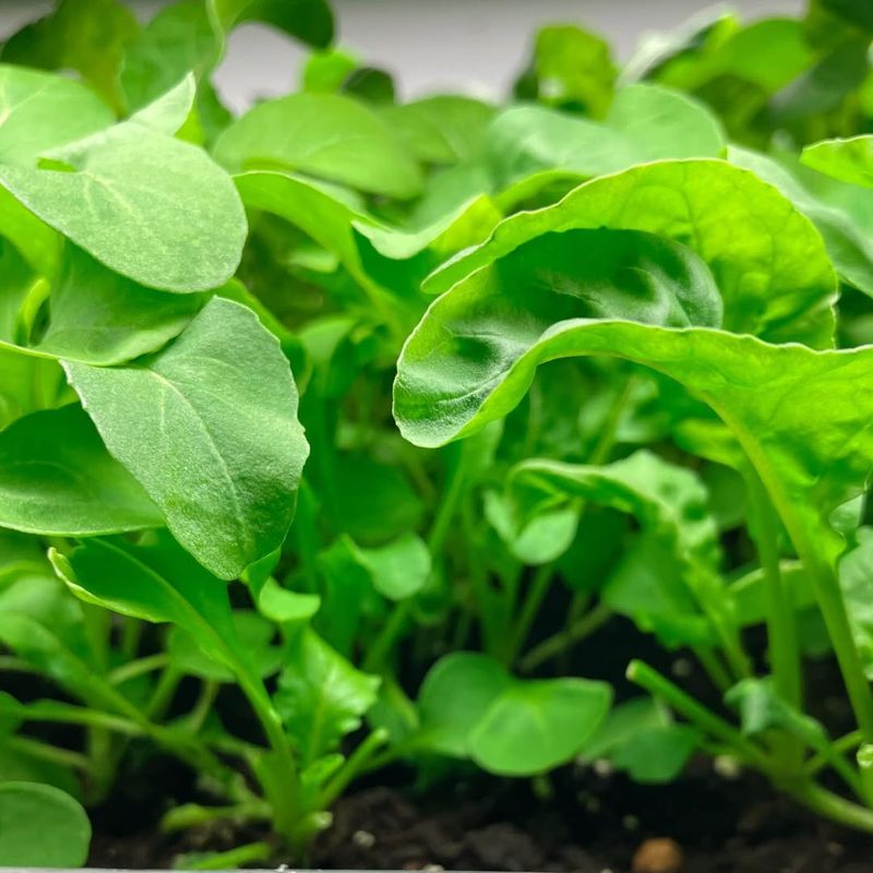 Arugula