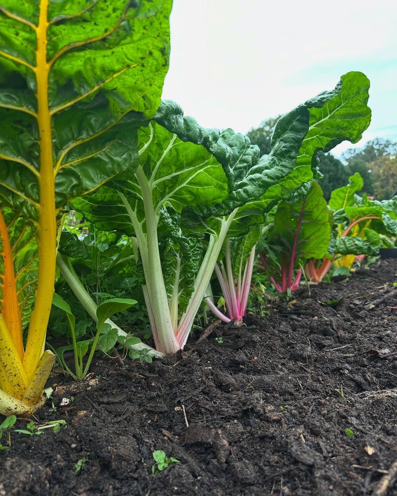 Swiss Chard