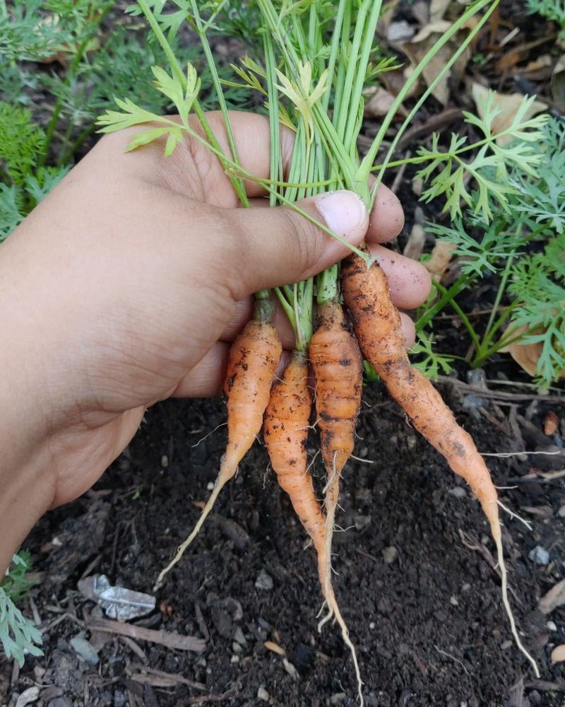 Carrots Develop Sweeter Flavor In Cold Soil